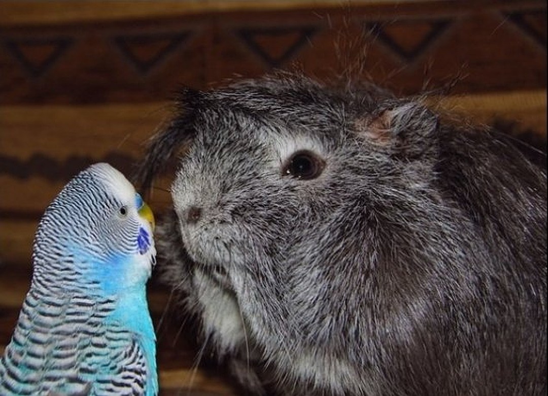 ���� �� 08.08. ������� ����������� ��� ���� � �������� - �� ������ �� �������.��������� ������ �� ��������������� �����- Lit*t*le O*ne, R*i*o, JR F*a*r*m, I*P*T*S/Be*ez*tee*s ���� 52.