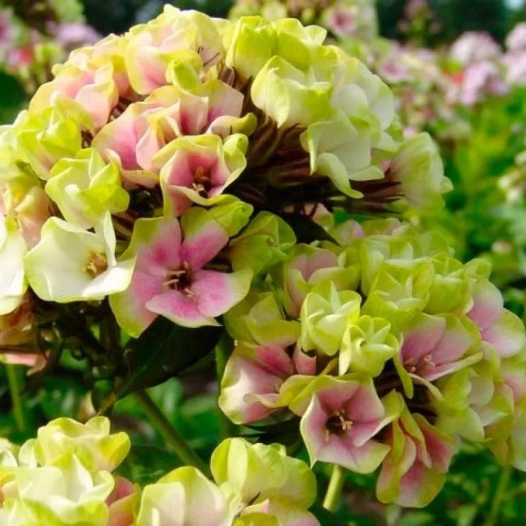 ���� �������. ������������ �������� � ������� ��������� Gardenia, ��������� ��� ������ ����. ����� 7