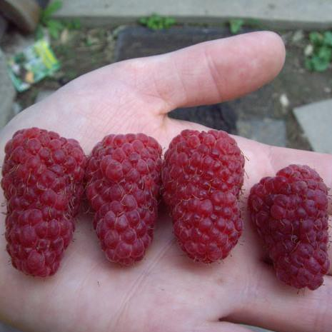 ���� �������. ��� �� �������?! ������� ������, �������, ��������, ������, ���������, �����, ���������, ���������, ��������, ����� � ������ ������! ��������� ������� ����! ����� 5.