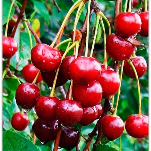 ���� �������. ������� ��������. �������� �������, ������������ � ������� (�������� ����� ��������!)