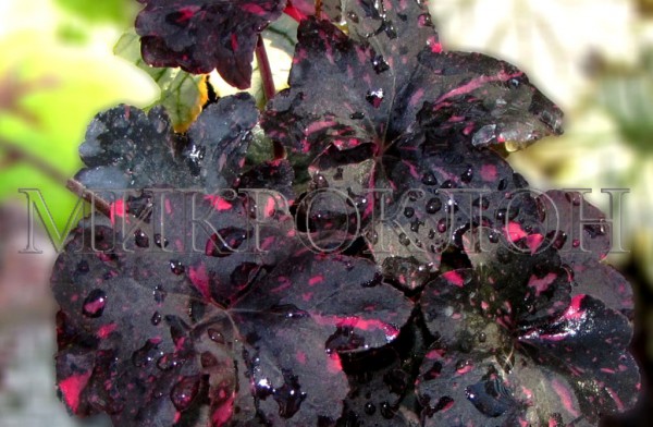 ���� �� 28.08. �������� �����*����. ��������� ���� ������.