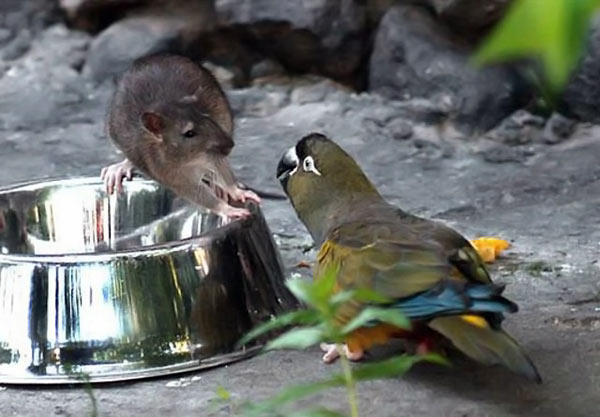 ���� �� 07.09. ������� ����������� ��� ���� � �������� - �� ������ �� �������.��������� ������ �� ��������������� �����- Lit*t*le O*ne, R*i*o, JR F*a*r*m, I*P*T*S/Be*ez*tee*s ���� 54.