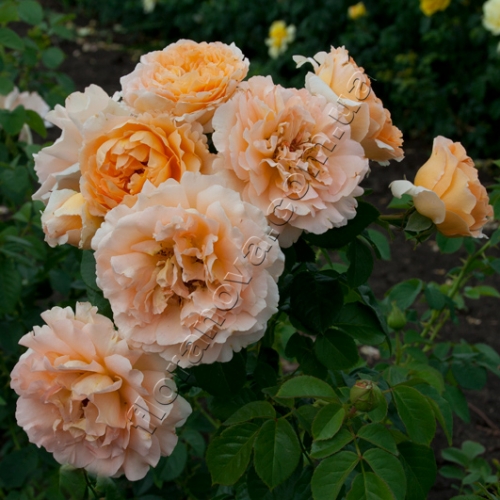 ���� �� 30.09. ��������� ���� 2019