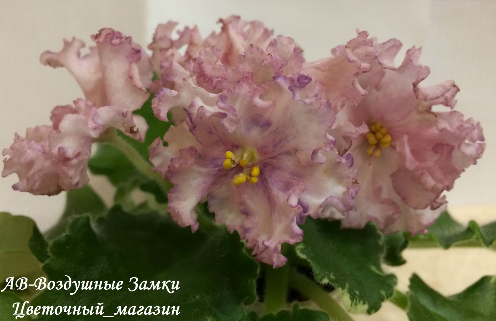 ����� ���� ������� �� ����������� ������ 