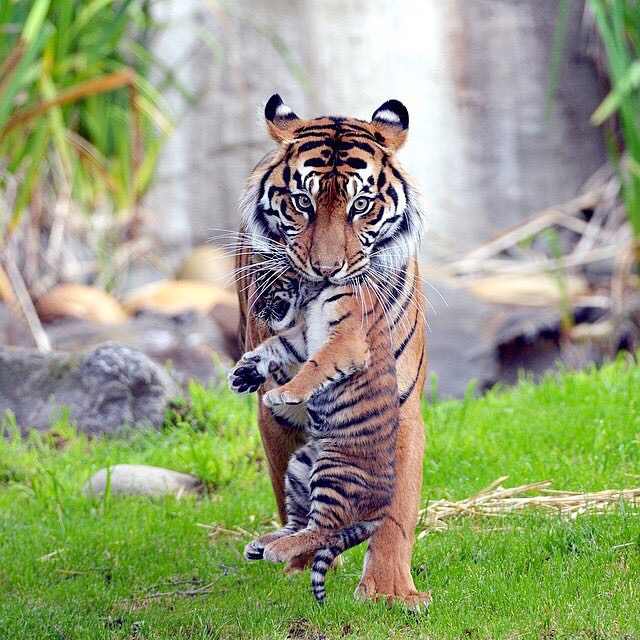 ����������� ������