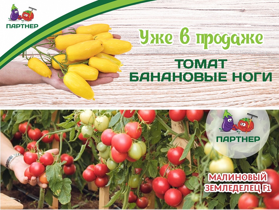 ���� �������. ������ ������ � ������  ������� ������ �� ��������� «�������» � «�����», 100% ���������. ���� 1/18.