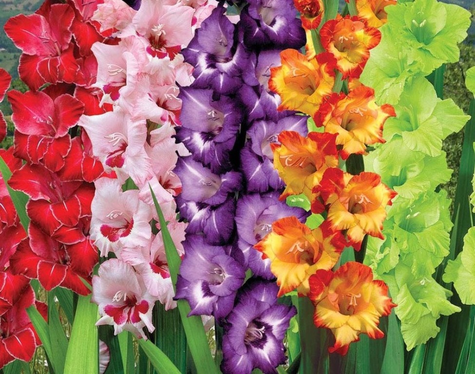 ���� �������. ������������� ����������! ��������� �� 2019�