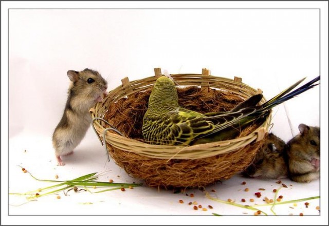 ���� �� 02.11. ������� ����������� ��� ���� � �������� - �� ������ �� �������.��������� ������ �� ��������������� �����- Lit*t*le O*ne, R*i*o, JR F*a*r*m, I*P*T*S/Be*ez*tee*s ���� 56.