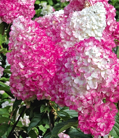 ���� �������. �������� � ������������ ���������� ����� 2019.