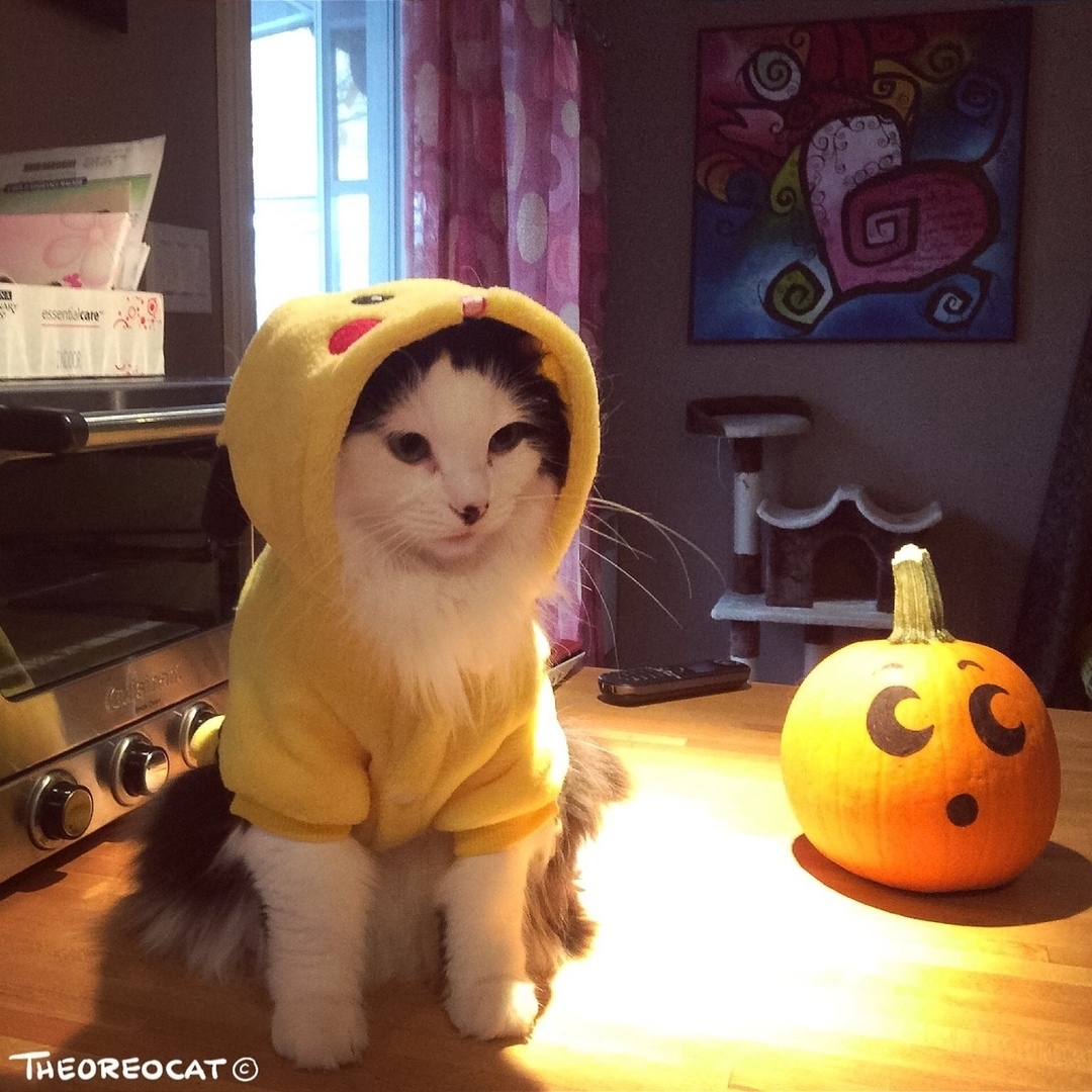 ������� ��������, ������� � �����, ������ ������������ ������