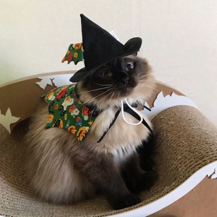 ������� ��������, ������� � �����, ������ ������������ ������