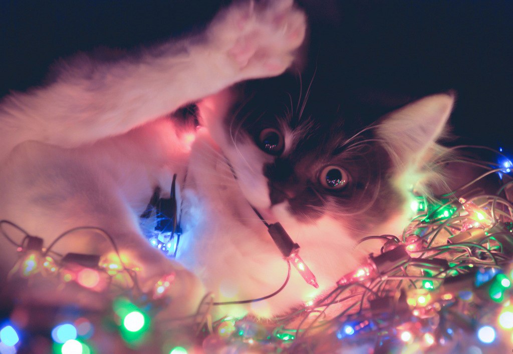 ��� �����