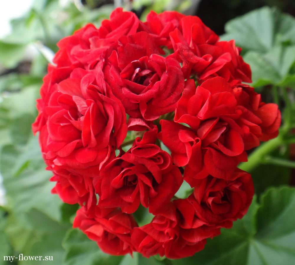 ������ ��� ����������