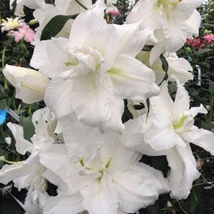 ���� ������� �� 13 ������. ����*����. �������� ����� �� ����� ������� �����. ��������� �� ����� 2019