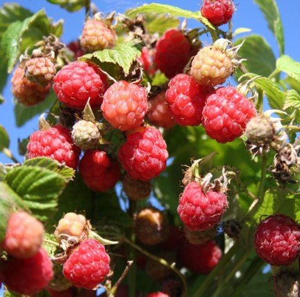 ������-���������� ������