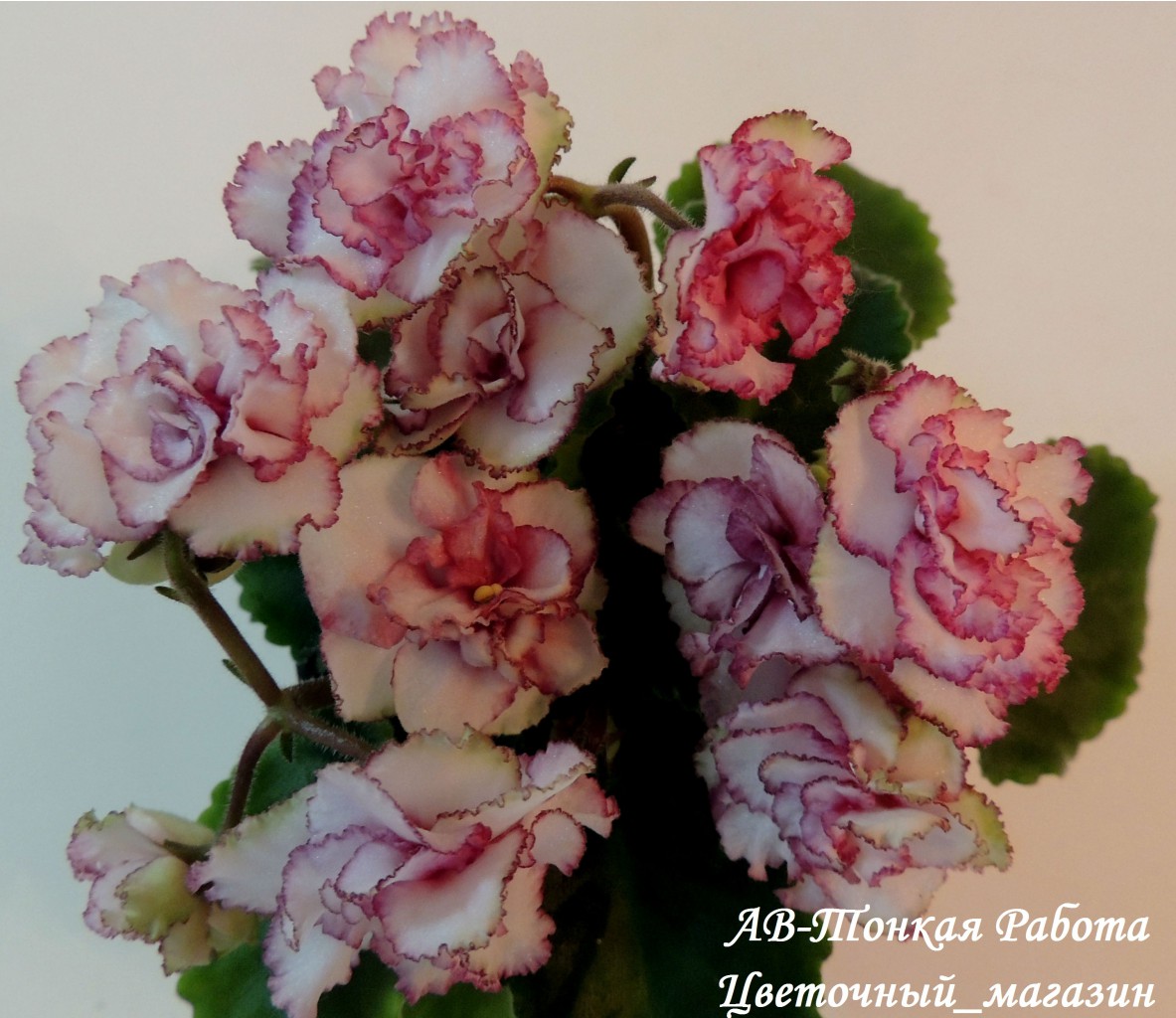 ��������� ���� ������� �� ����������� ������