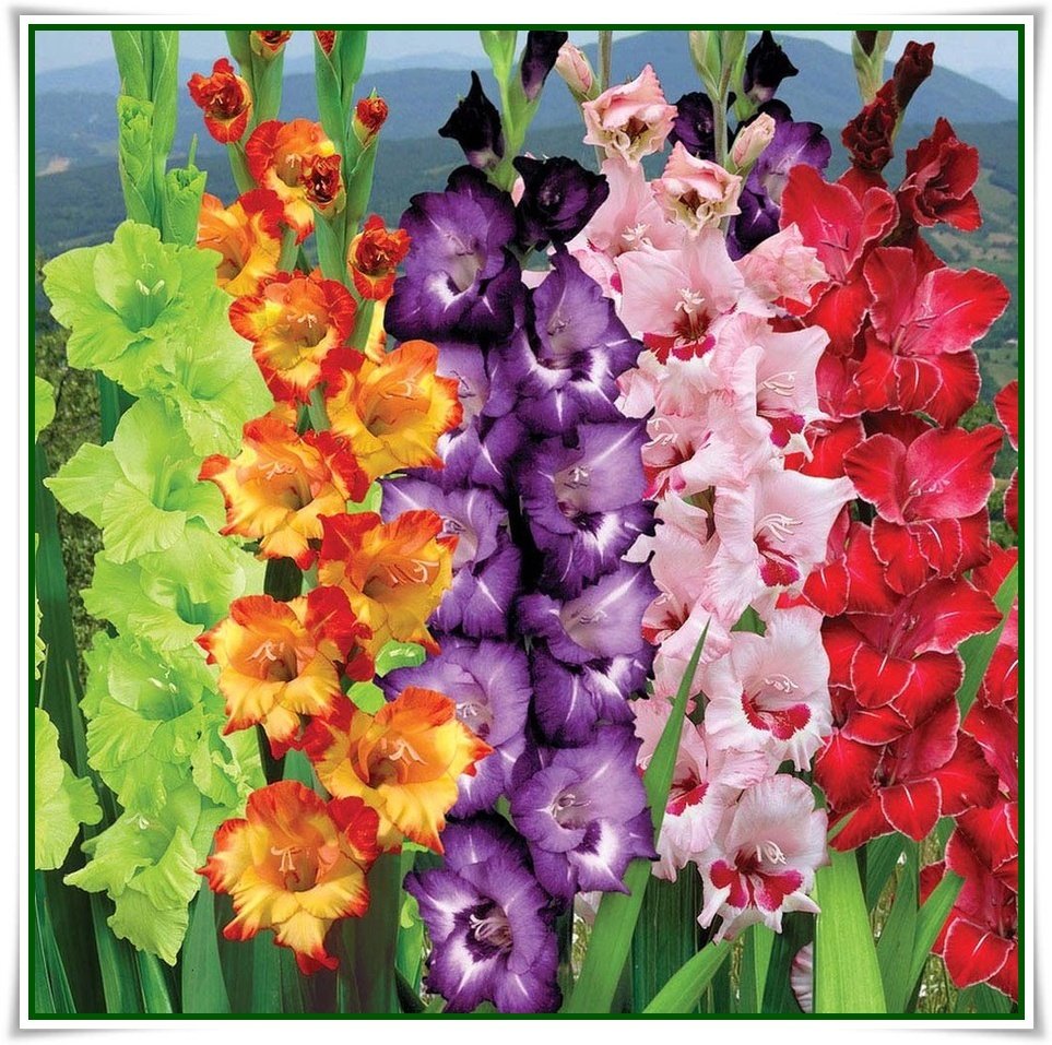 ���� �� 25 ������. ������������� ����������, ��������� �� �����. ������������ ���������!