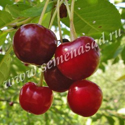 ���� ������� �� 10.12 - ���o��r�� �o�ck - �������� ������� ������� � ���  - ��������� �� ����� 2019