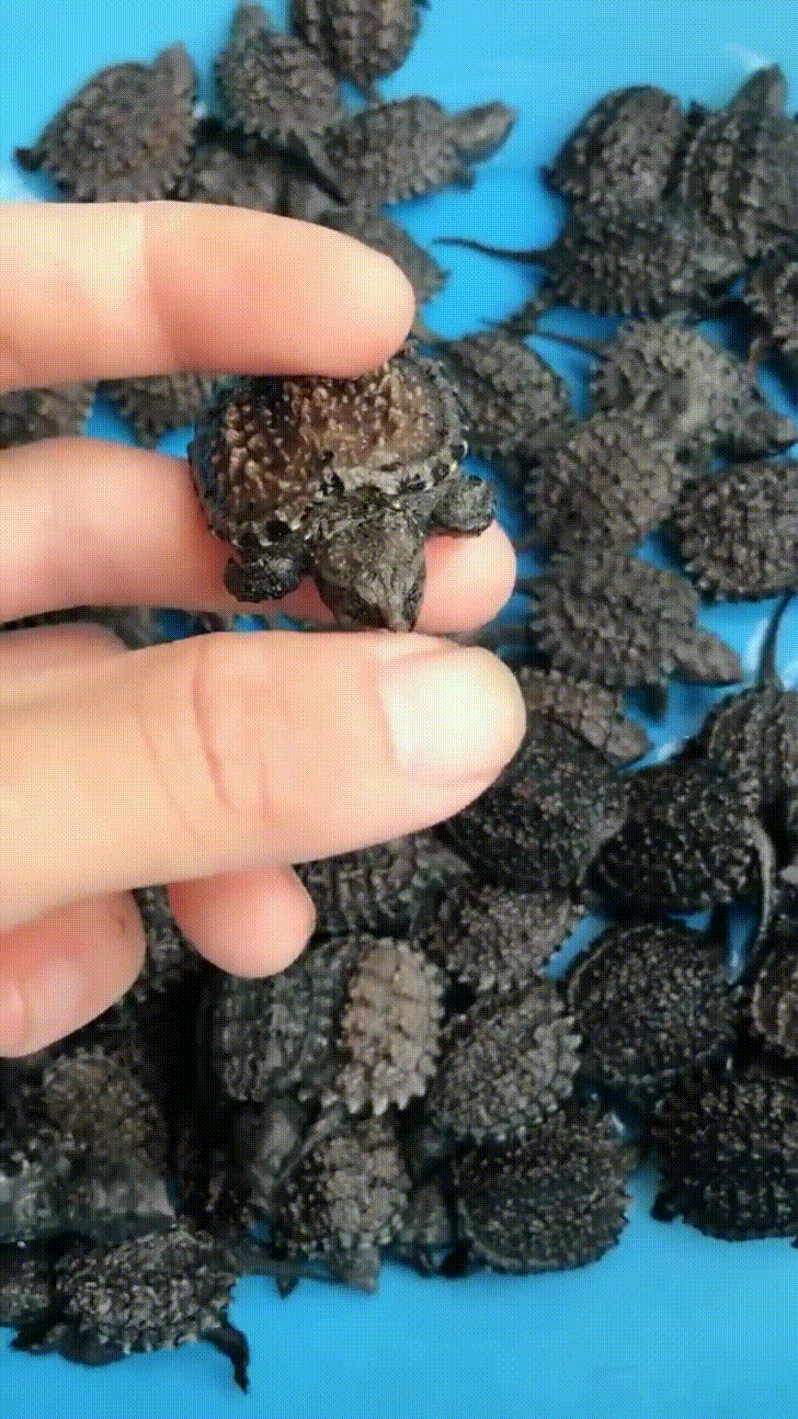 ��� �������. �������� ��������� �������� �� ��������