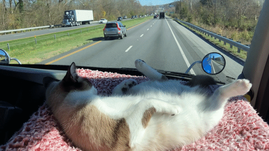 ����� ������ ����