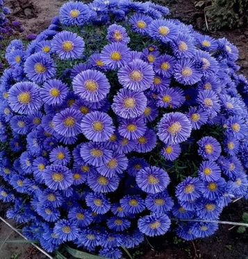 ���� ������� �� 16.12. ������������, ������ � �������� �����, �������, ��������. ����� ��������. ��������� �� ����� 2019