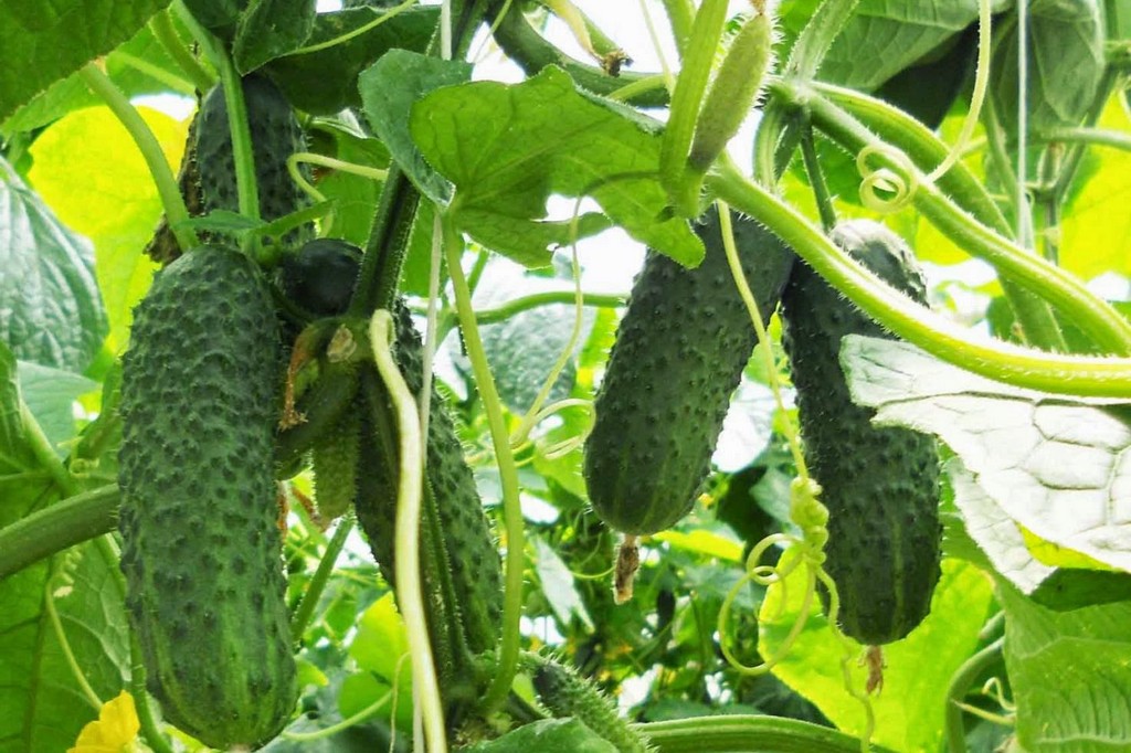 ���� �������. ������ 9.