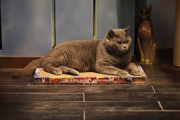 ���� �������.���������� �������. ����������� �������� ��� �����, ������� � �����. ������� ���� ������� � ���������� �������, �������, ������.������� - �������� ��� ���������� ������� 