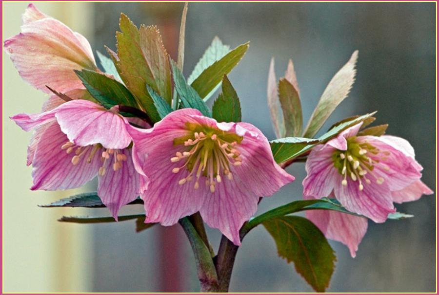 ������������  ��� ! ������  ���������  �  �������  ����� !