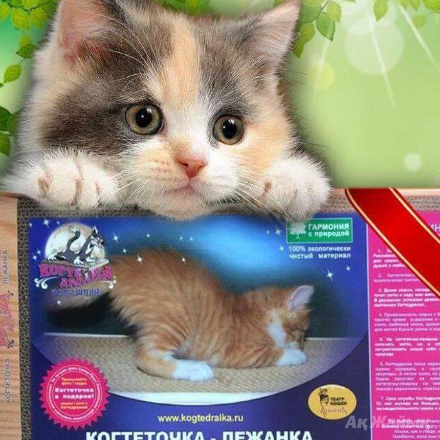 ���� �������.���������� �������. ����������� �������� ��� �����, ������� � �����. ������� ���� ������� � ���������� �������, �������, ������.������� - �������� ��� ���������� ������� 