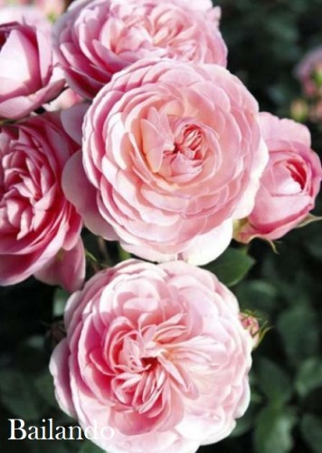 ������� ������������� �������� �� ����� ������ ���������.