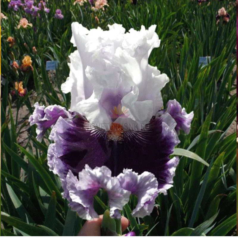 ���� �������. ����� � ����������� �����. ������ ���� ��� ����������! �������. ��������� �� ���� 2019�