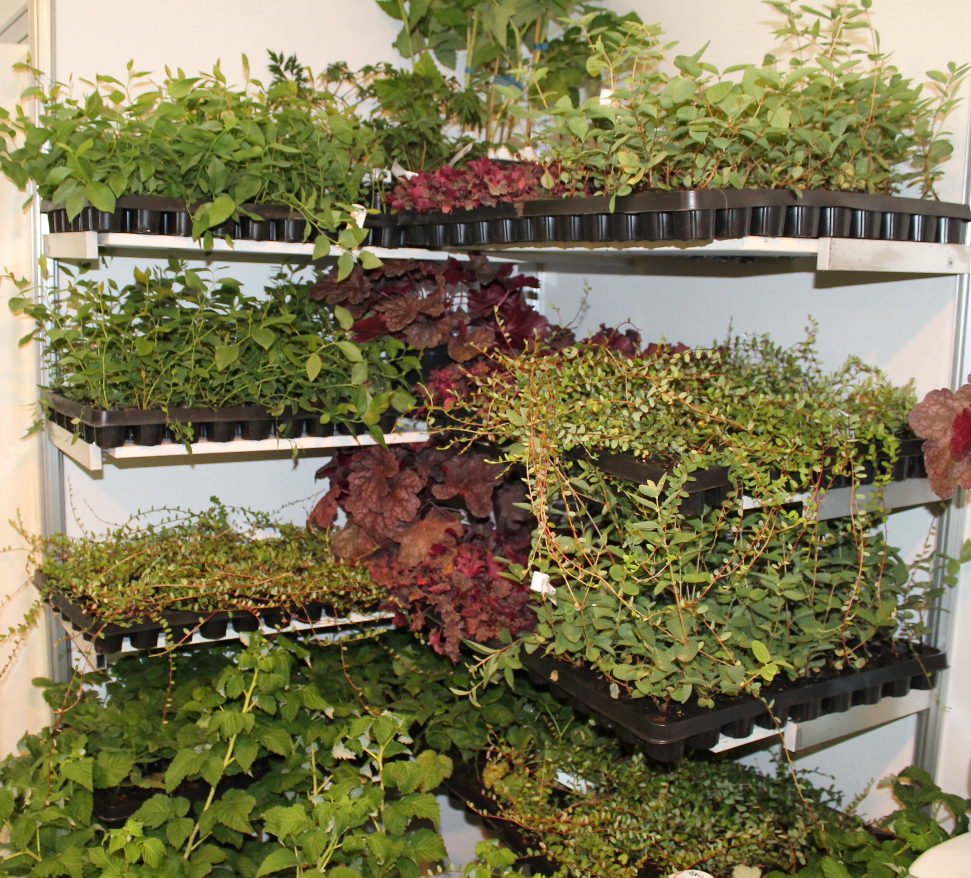 ������ ���� ������� �� ��������, ���������� ������� ���������������� �����������.