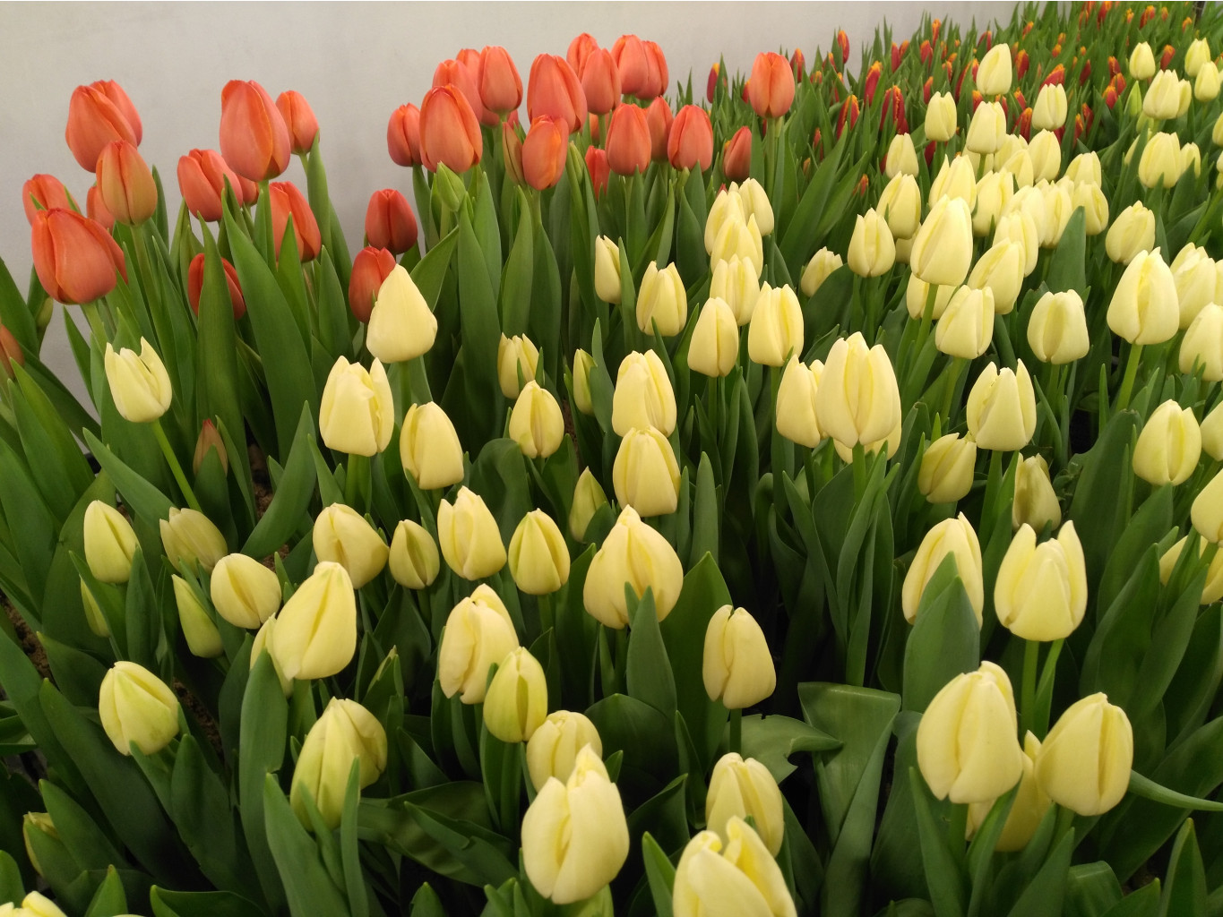 ���� �� 01.03. ������ ��������! ���� �������� � 8 �����! �������, �������� � ������ ������������ �����. ���������� ��������! 60% ��� ������!