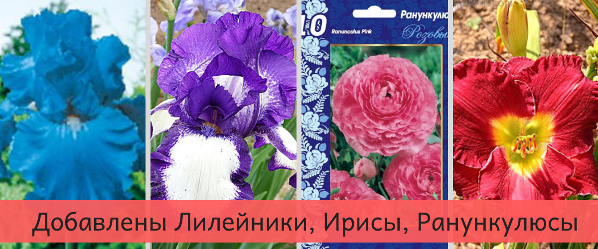 ��������� �����, ���������, �����������