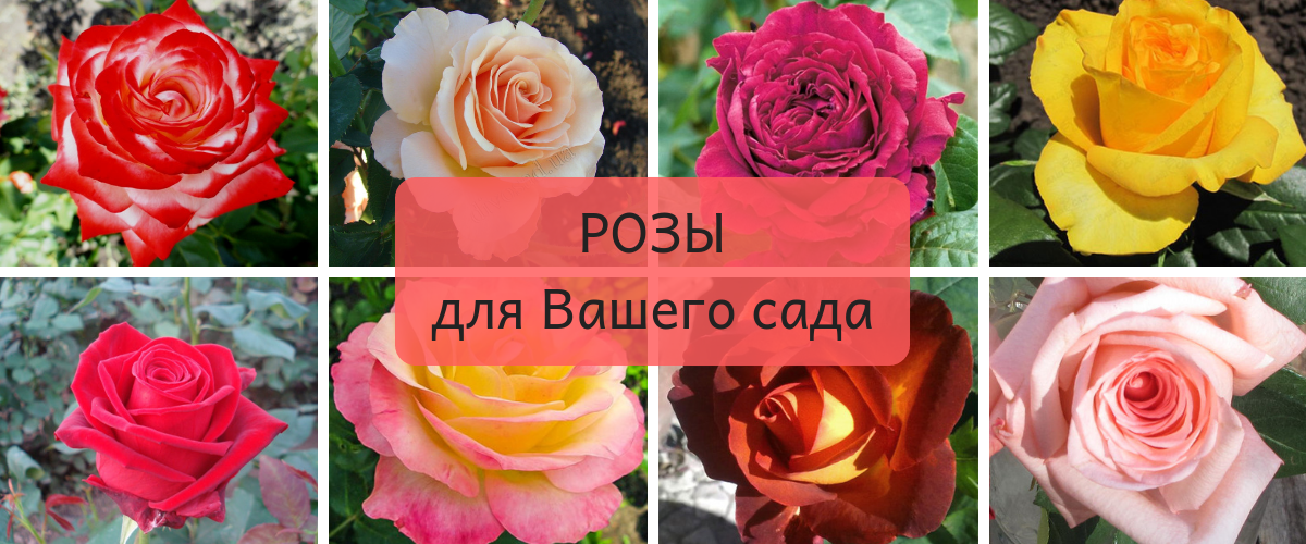 [b]���� �������. ���� ��� ������ ���� 2019 ����� - 1 [/b]