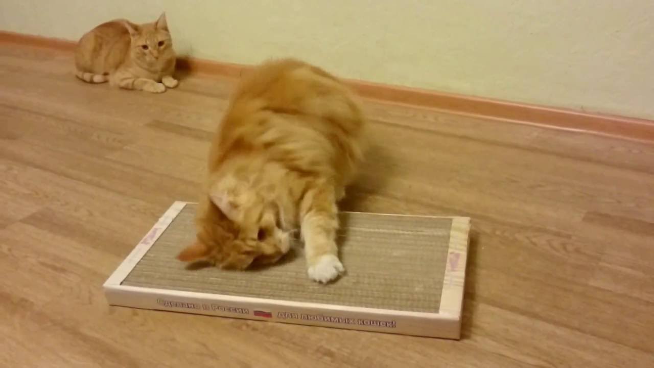 ���� �������.���������� �������. ����������� �������� ��� �����, ������� � �����. ������� ���� ������� � ���������� �������, �������, ������.������� - �������� ��� ���������� ������� 