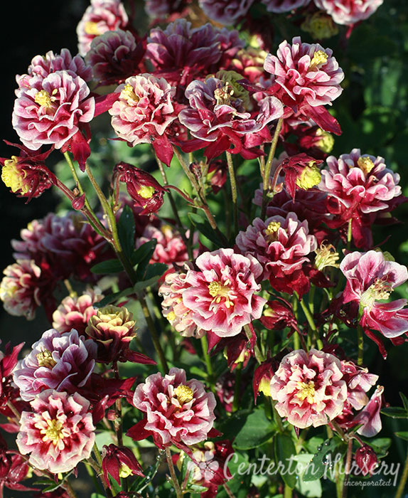 ���� �������. �������� ����. �����, �����, ������ � ������ ����������/������������. ��������� �����.