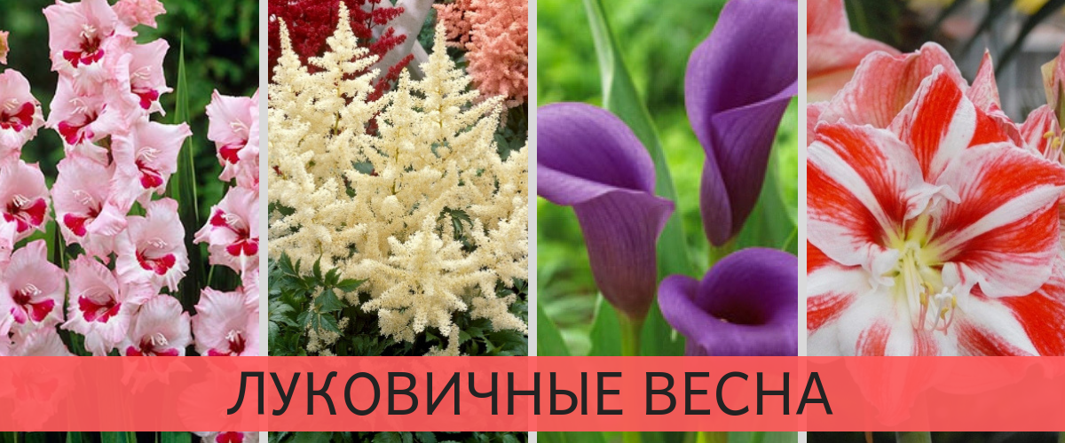 ���������� - �����. �������� ���� �� 17 �����! ��������� �������� ���������� �������� - ��������, �����, ������, ����������, ��������� � ����� ���� ���! ����������� �������� - ������ ����. ����� -4 -2019