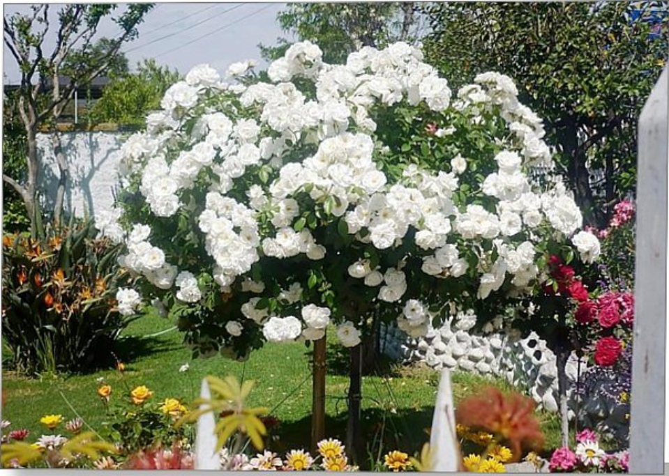 ��������-����. ����� 2���! ���� �� �������. 