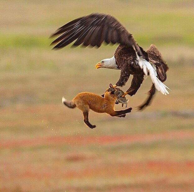 ������� ����