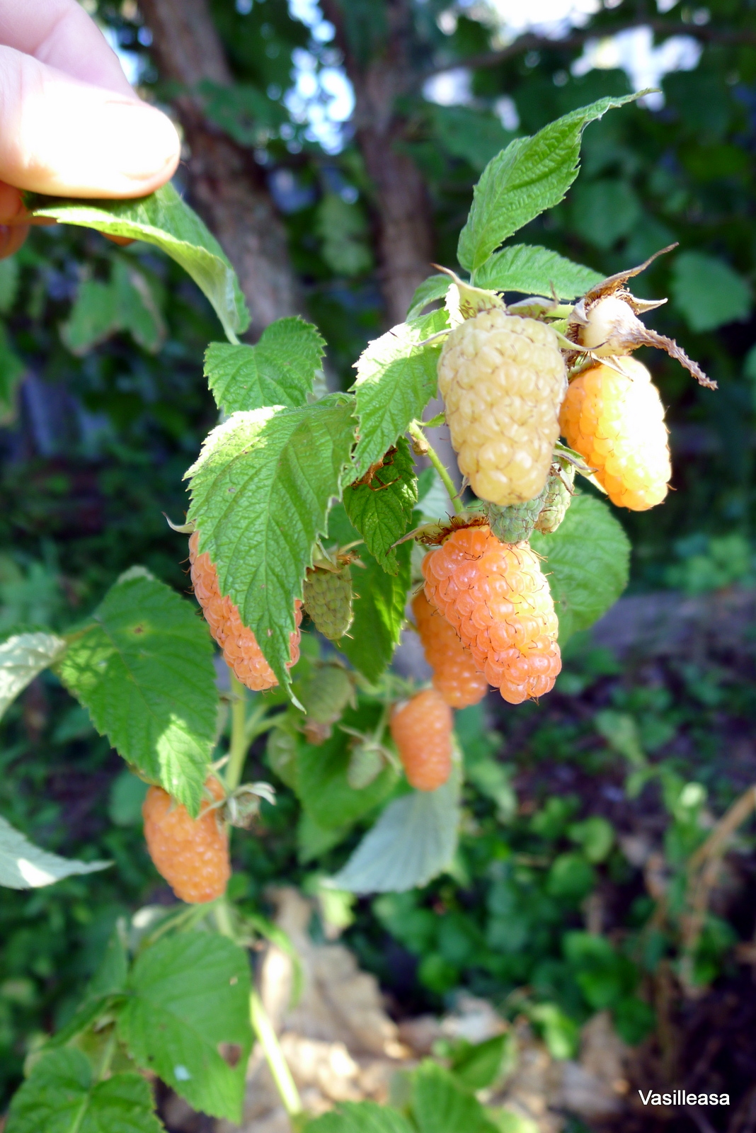 ����������� ������������ � �������� �������� �� ����� 2019