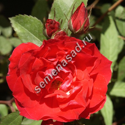 ���� ������� �� 31.03 - ���o��r�� �o�ck - ������� ������ � �������� ���! - ����, ���������� �������� � ������������, ������� �������� ����������. - ����� 2019_5