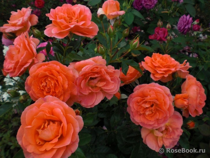 ������� ������! ������� �� ���������� ������. ���� - Tantau, Kordes, Lens, Twenthe, Harkness, Petales, Guillot, Barni, ���������, ���������. ���������. 1/19