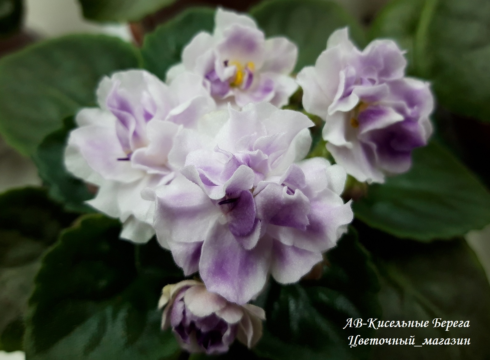 ��������� ���� ������� �� ����������� ������. ���������� -20%