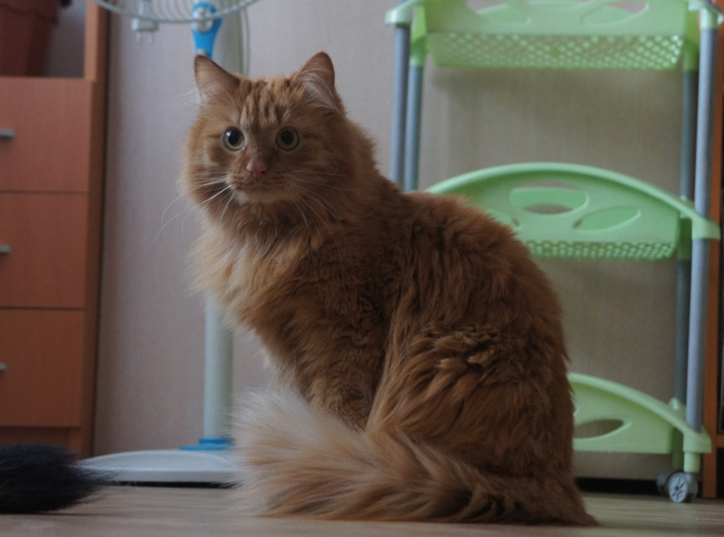 ������-������ ������� 5 ���