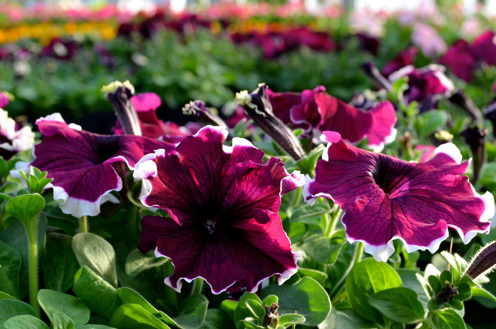 ���� �� 20 ������ � �������� 13%. �������� �������. ������� ���������� ������: �������, ��������, �������, �������, ������� � ������ �����. ����� 2-2019.