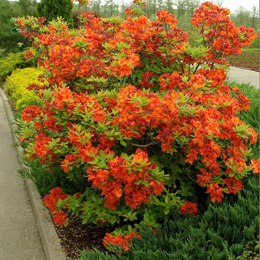 ���� �������. ��������, ����� 1 ����! ������������.