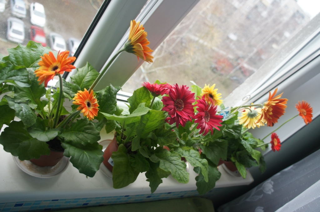 ��� ���������� �������