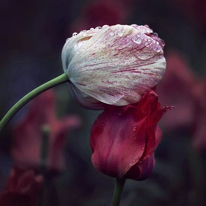 ��������� ������� 2. �������