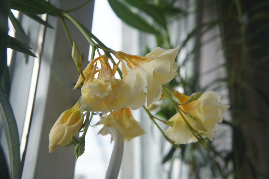 ������� ������-������